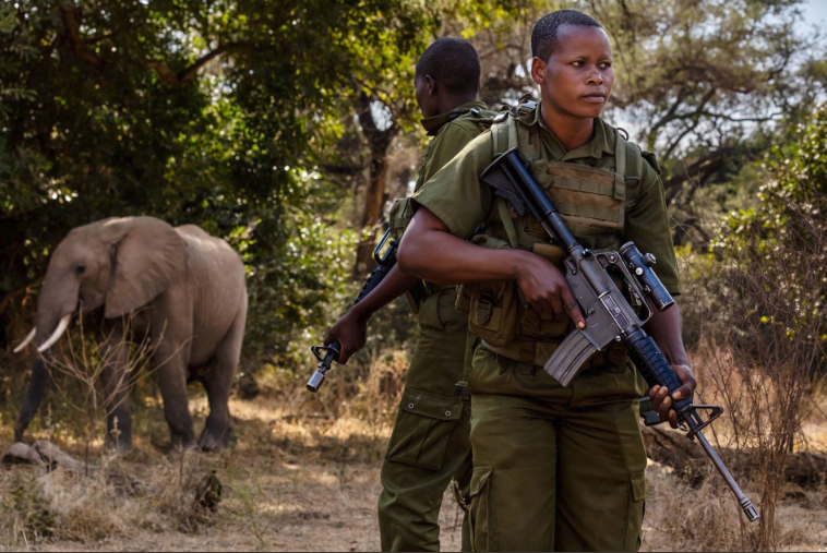Wadzanai Munemo and another ranger encounter an elephant while patrolling conservation land that once was part of a trophy hunting area.