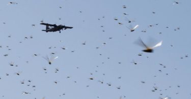 East Africa locust swarms gather as coronavirus curbs delay pesticides