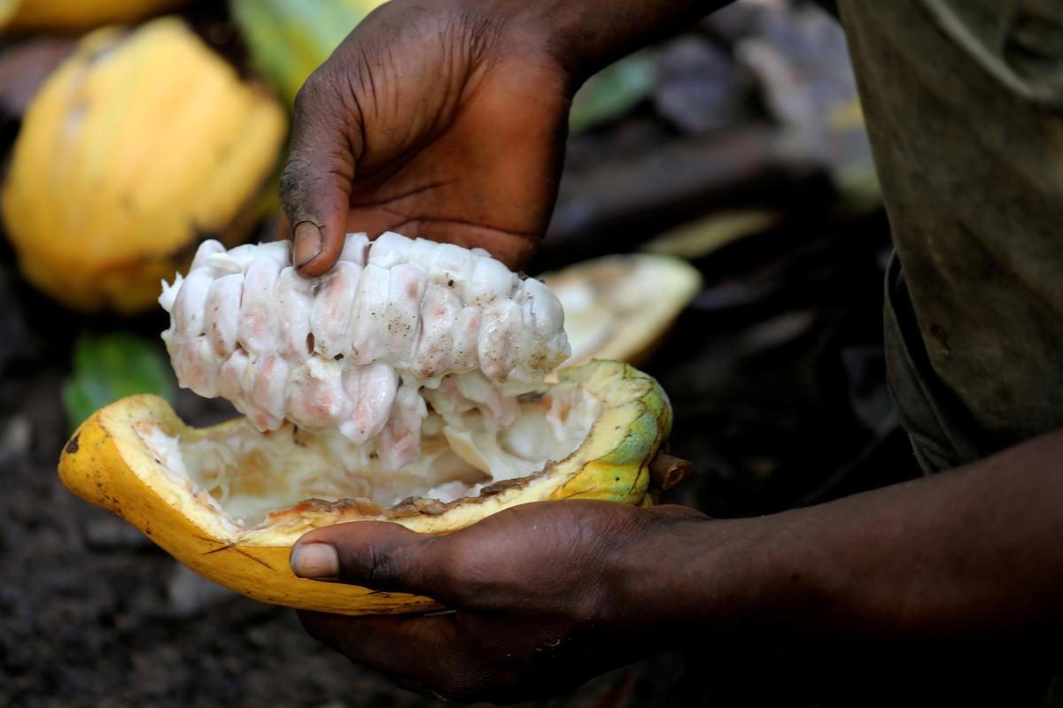 Exclusive: U.S. investigates child labor in Ivory Coast cocoa supply chains