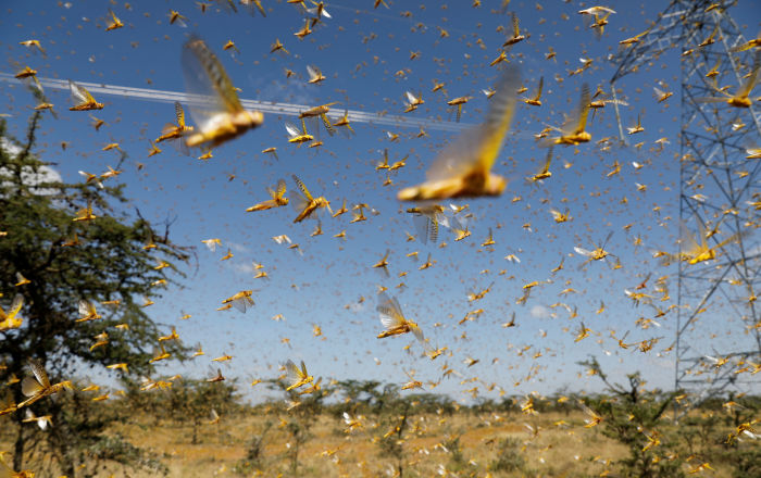Fast-Growing Locust Plague Could Crush East Africa by June as Numbers Set to Surge 400-Fold