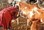 East African herders drank milk 5,000 years ago