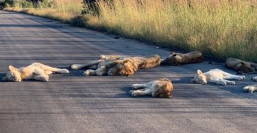 Lions spotted napping on road during coronavirus lockdown